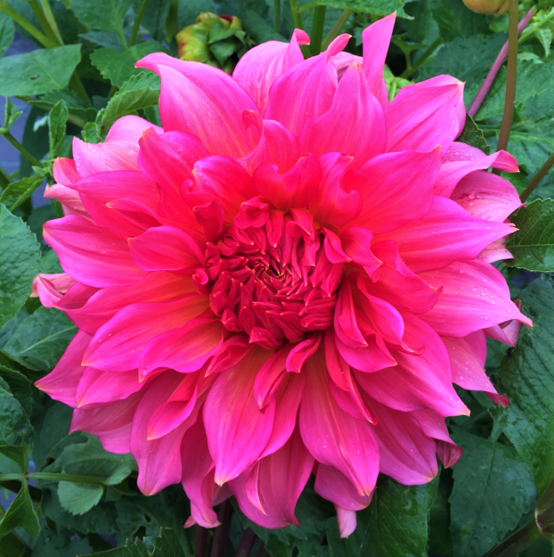 Dahlia Islander